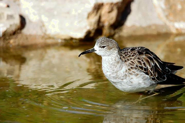 Curlew Sandpiper